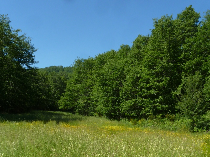 alla ricerca della Melitaea diamina